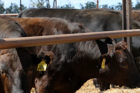 WAGYU FEEDER CHECK