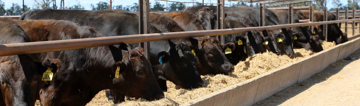 WAGYU FEEDER CHECK