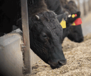 Advertisement 2 advertising_section_section__1