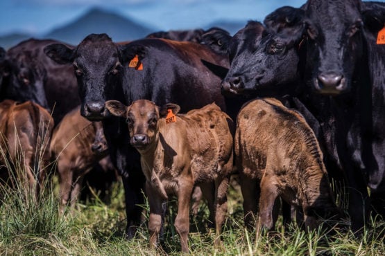 Can I Sell or Transfer Animals to Non-AWA members?
