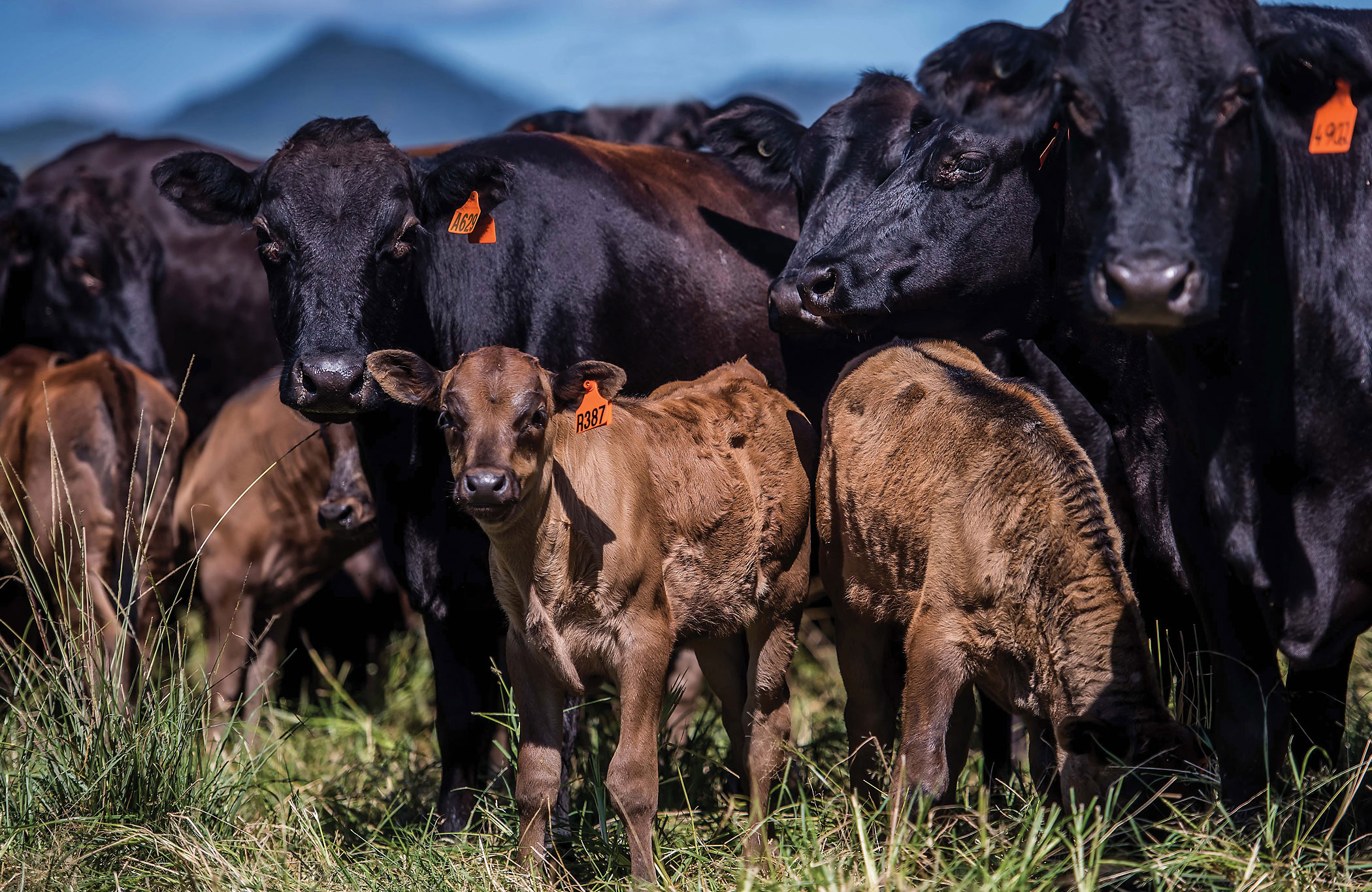 Can I Sell or Transfer Animals to Non-AWA members?