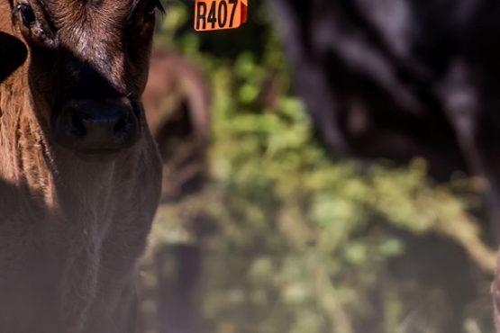 Parentage mating’s – why did the sire and dam qualify individually to my calf but have failed as a Calf/Sire/Dam mating trio?