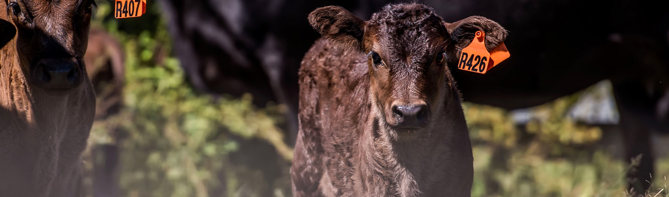 Parentage mating’s – why did the sire and dam qualify individually to my calf but have failed as a Calf/Sire/Dam mating trio?