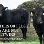 FLUSH SISTERS OR FLUSH BROTHERS 