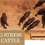 Managing Stress In Wagyu Cattle 