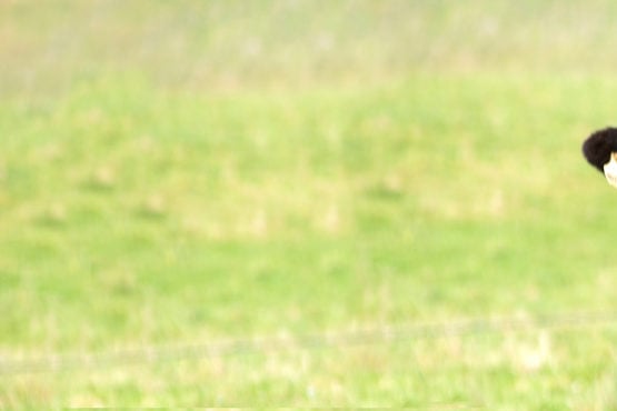 supplier, Wagyu genetics, Wagyu, marbling, agricultural