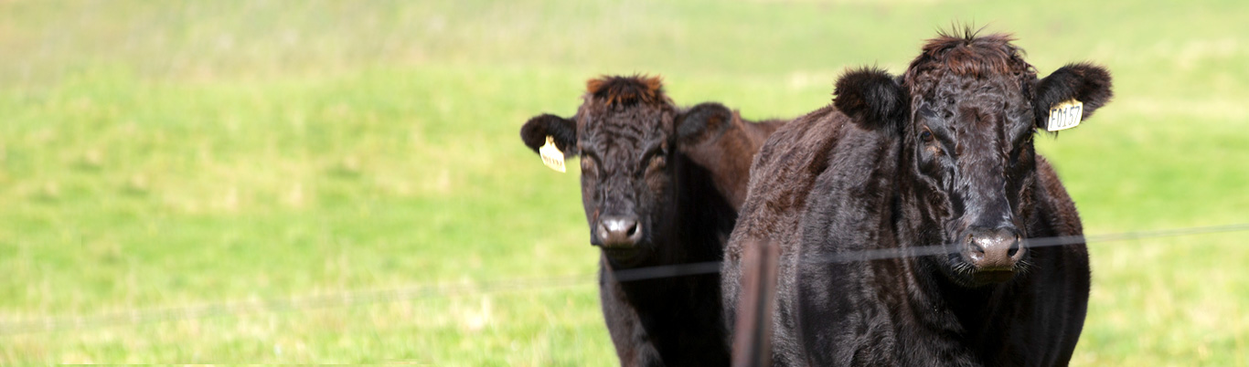 supplier, Wagyu genetics, Wagyu, marbling, agricultural