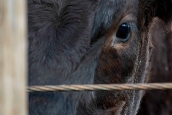 Animal ID Formats for DNA Test Requests