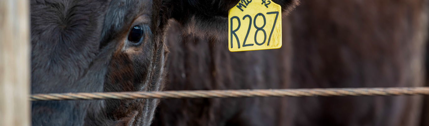 Animal ID Formats for DNA Test Requests