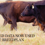 Crossbred Data In Breedplan 