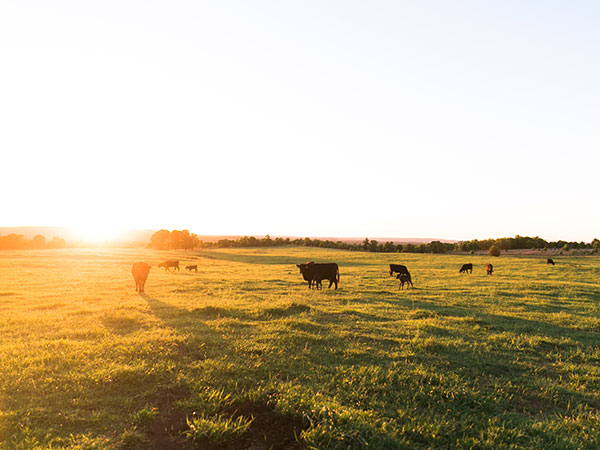 Submitting matings in helical