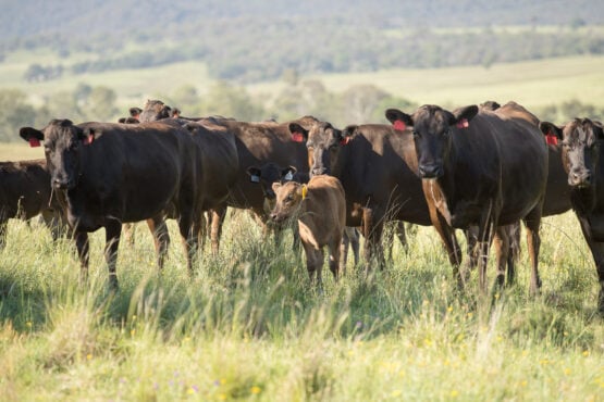 The Polled Gene In Wagyu