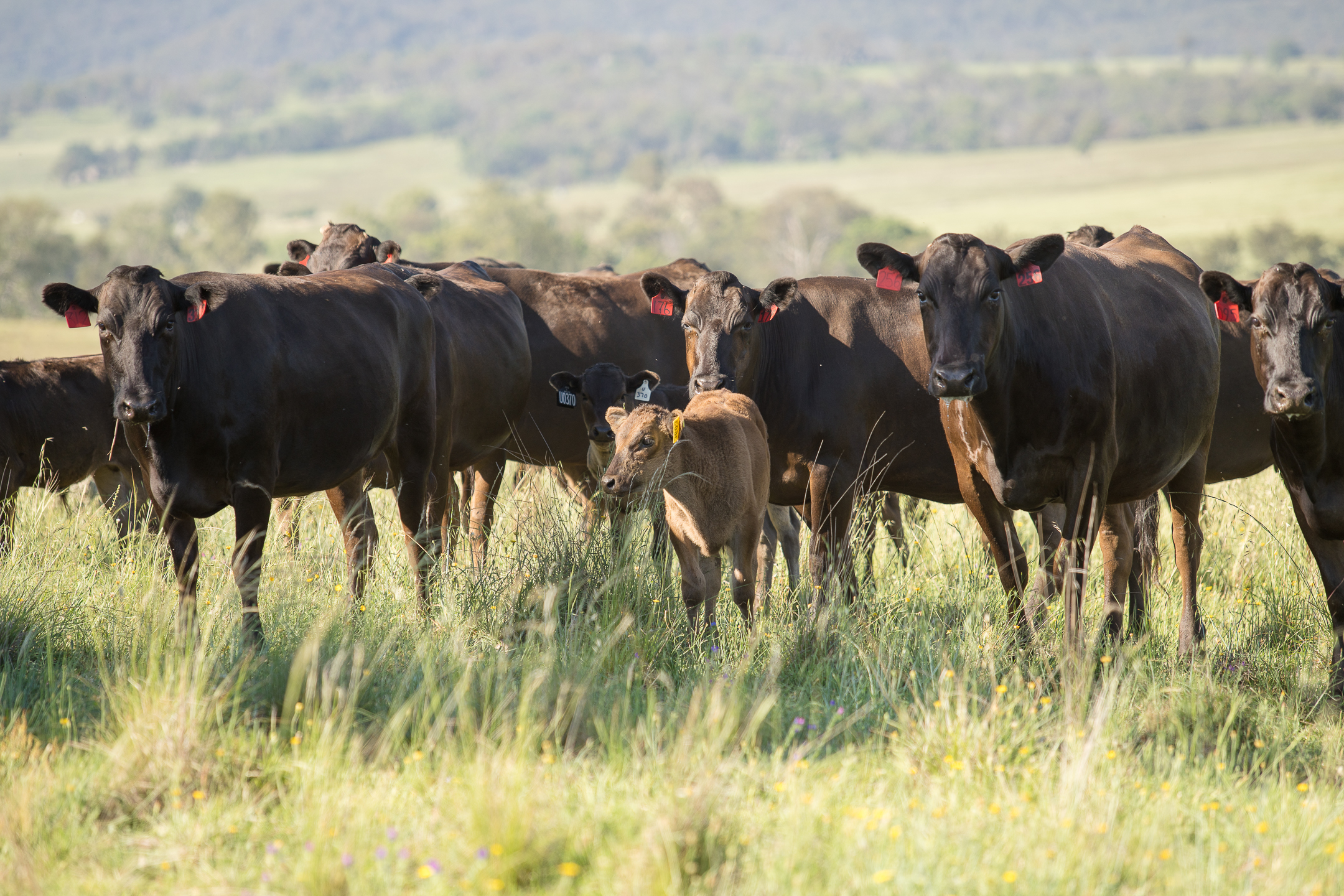 Wagyu Selection $Indexes