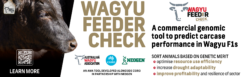 Continued success for Australian Wagyu Sector | Australian Wagyu ...
