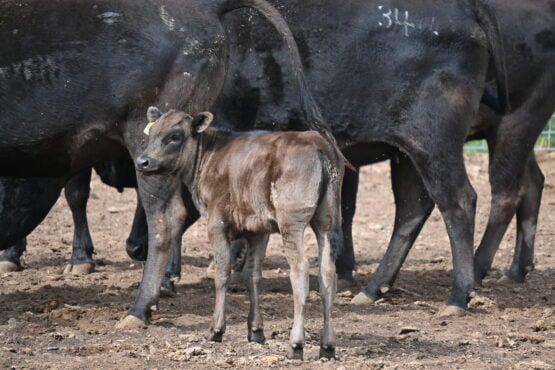 Genetic Diversity