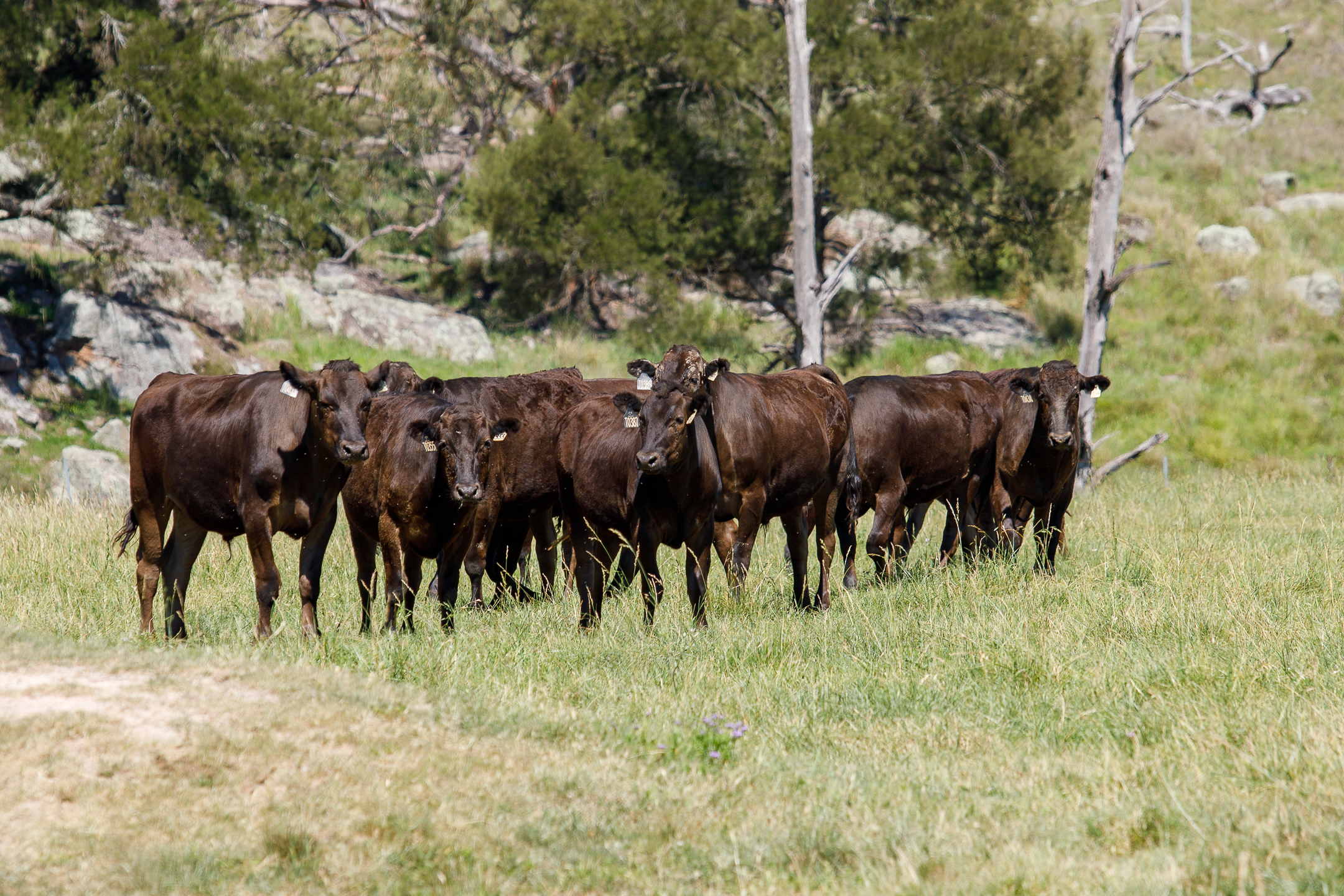 From EBVs to WBVs: Why?