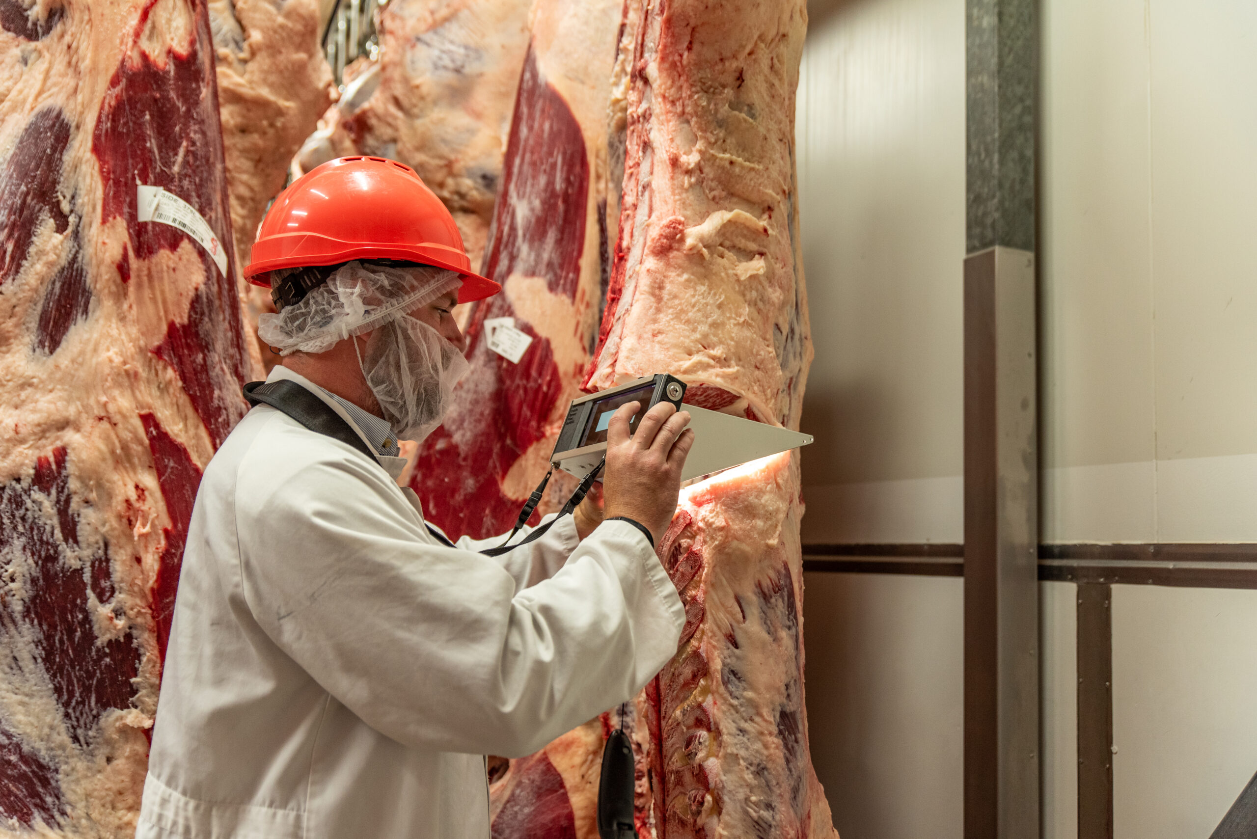 MIJ OBJECTIVE CARCASE MEASUREMENT