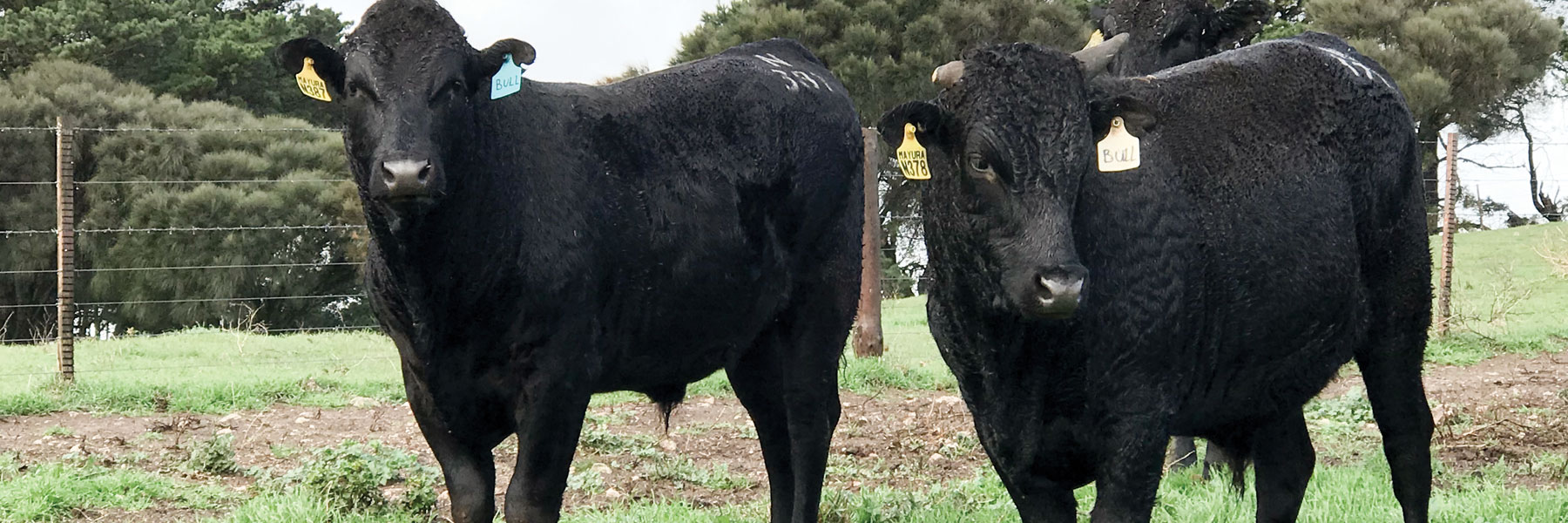 Flush sisters or flush brothers are not identical twins