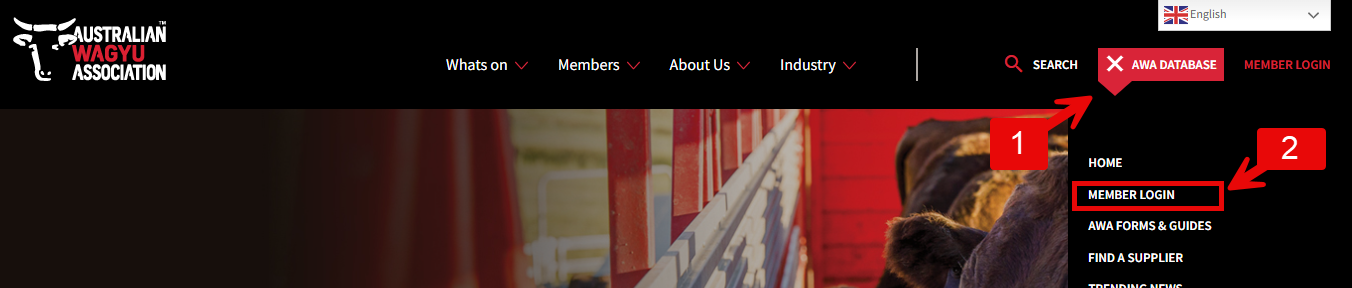 Member Login