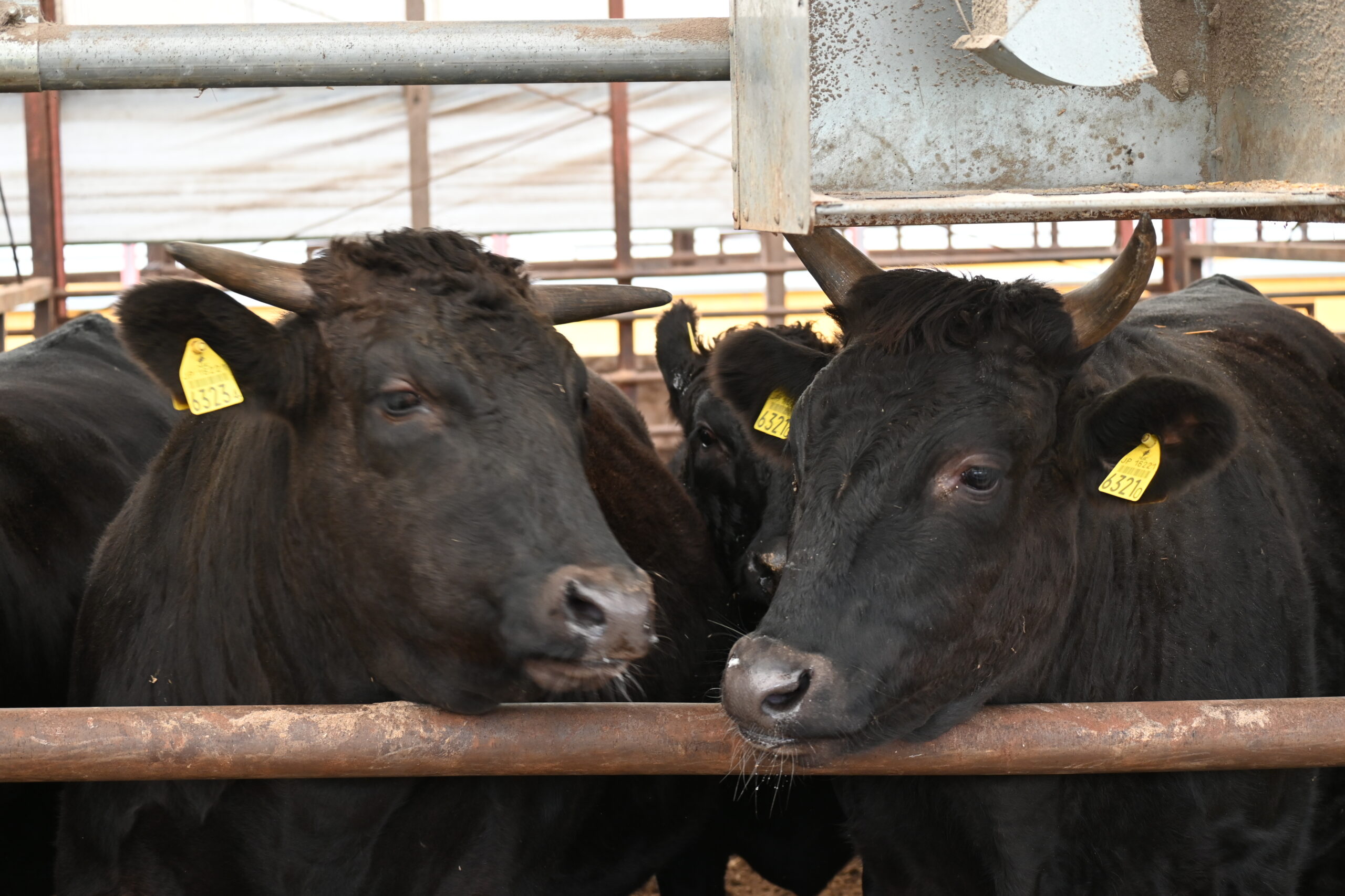BLOODLINES vs PEDIGREES & EBVs vs GENOMICS
