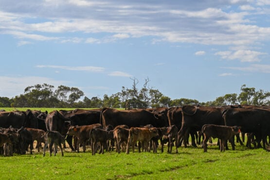 Is the 200 Day Maternal WBV the same as the Milk EBV?