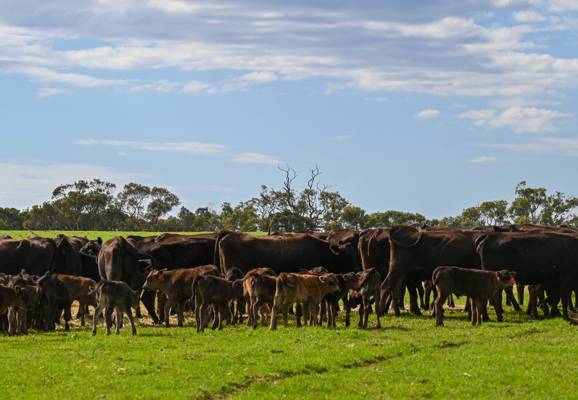 Why Registering Females in the Breeding Registers Matters