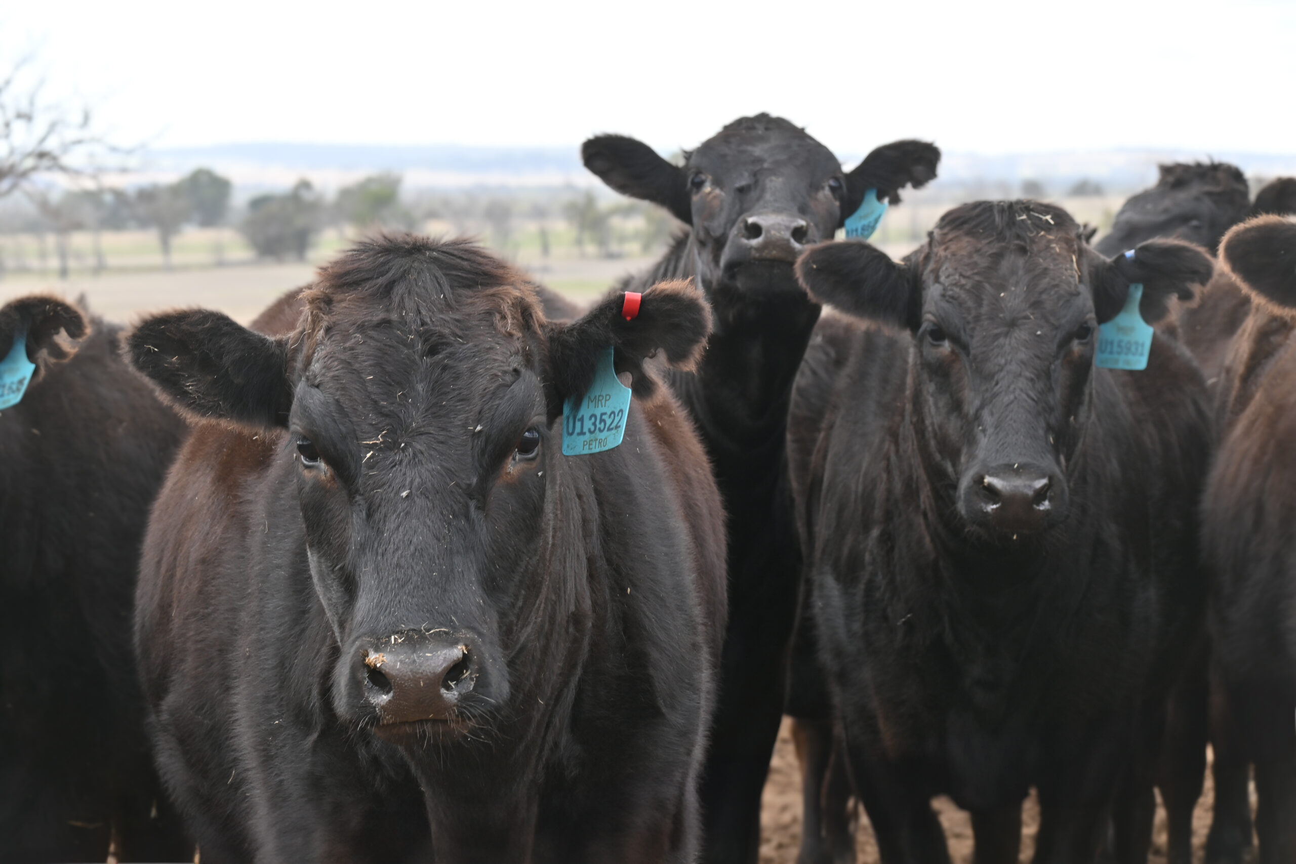 What is the reason for some of the larger changes in EBVs to WBVs?