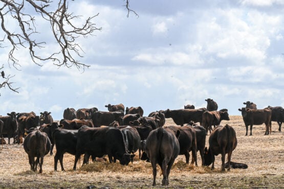 Animals have generally dropped in their WBV percentile ranking, why?