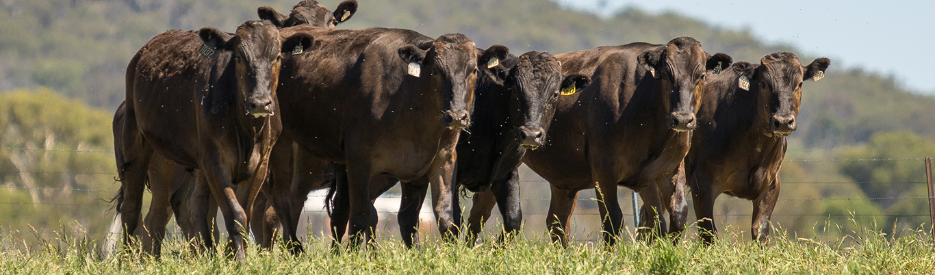 Content Wagyu