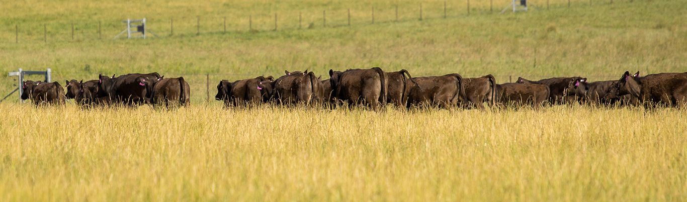 Wagyu Genetic Trends