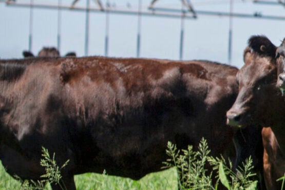 Crossbred data