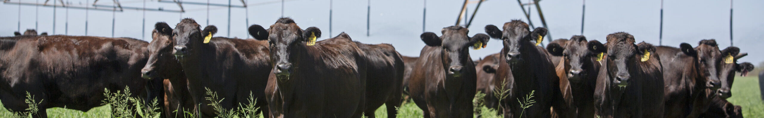 Creating A New Sale Catalogue in Helical