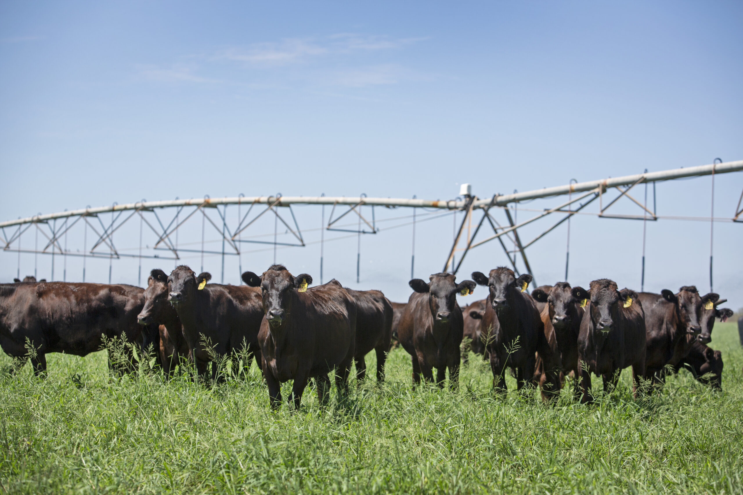 Why Accurate On-Farm Data Matters