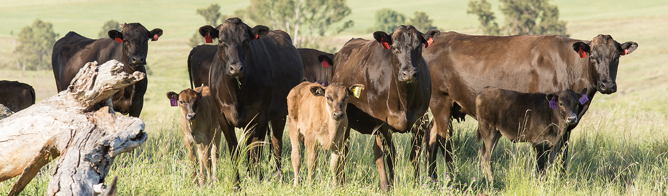 Become a contributor Herd