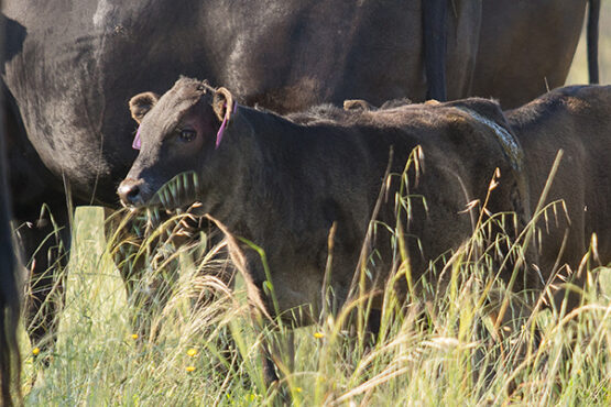 From Milk EBV to Maternal Weaning Weight EBV