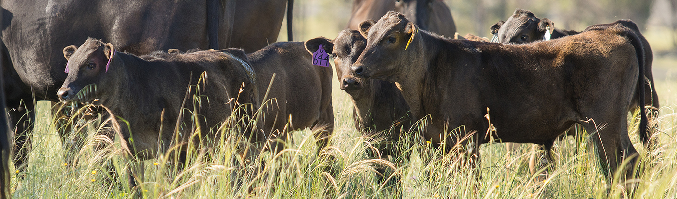 From Milk EBV to Maternal Weaning Weight EBV