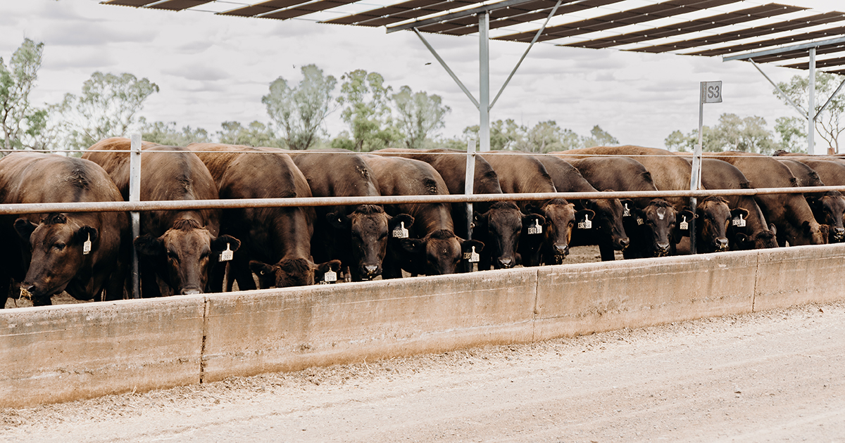 Wagyu Feeder Check