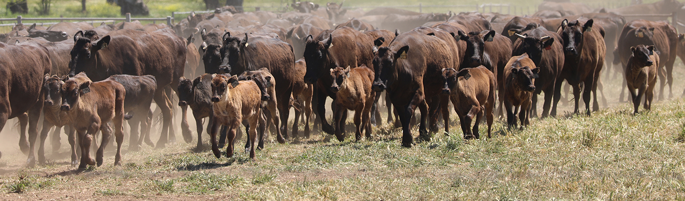 Using the mating planner