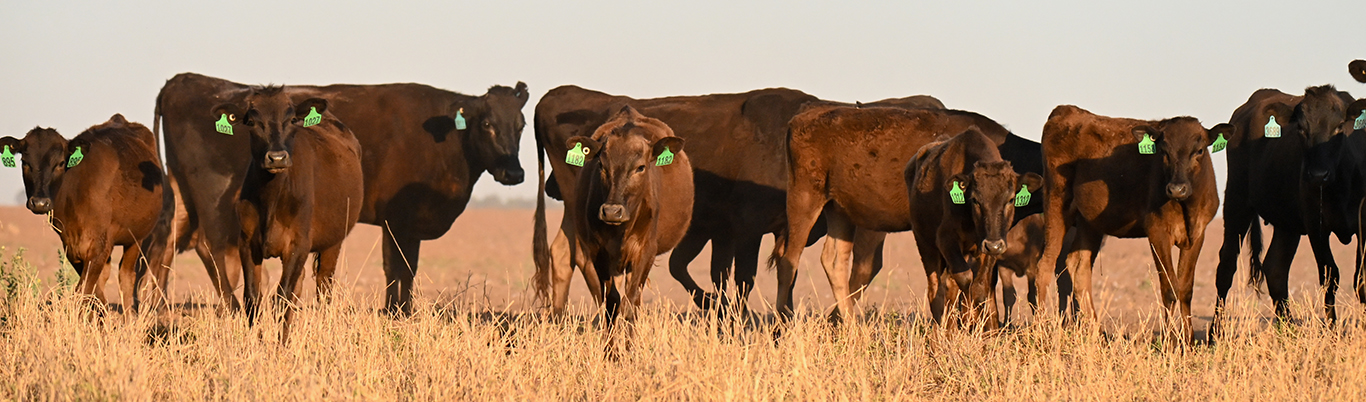 Australian Wagyu Association
