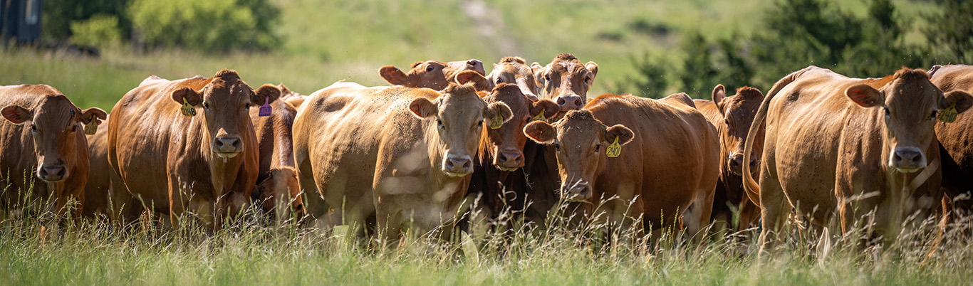 Red Wagyu in the PTP