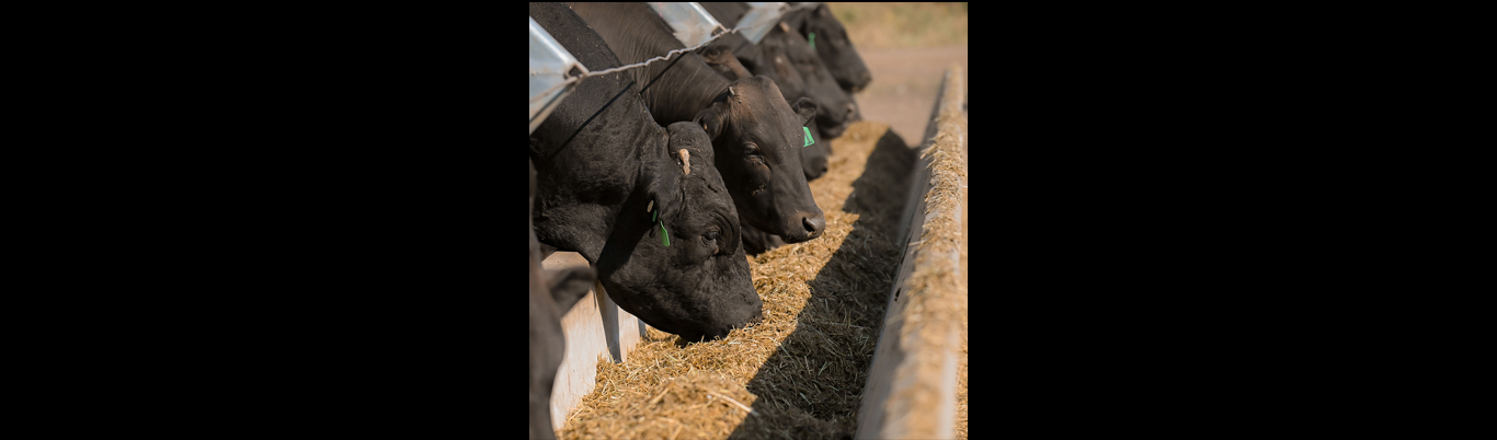 Cohort 6 Sire Nominations