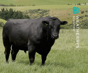 Advertisement 0 advertising_section_section__1