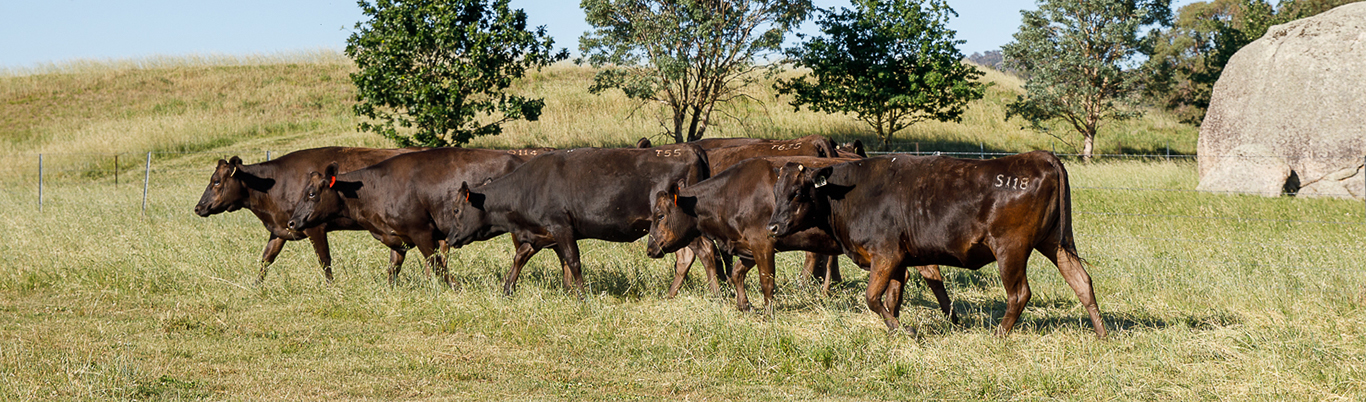 Why do WBVs change and how can I manage this in my breeding program?