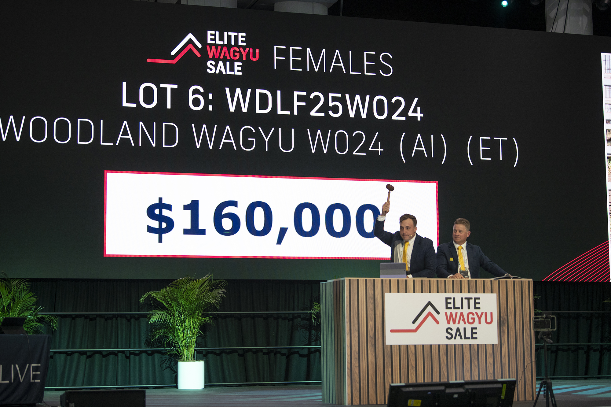 Elite Wagyu Sale 226