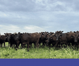 Advertisement 9 advertising_section_section__7