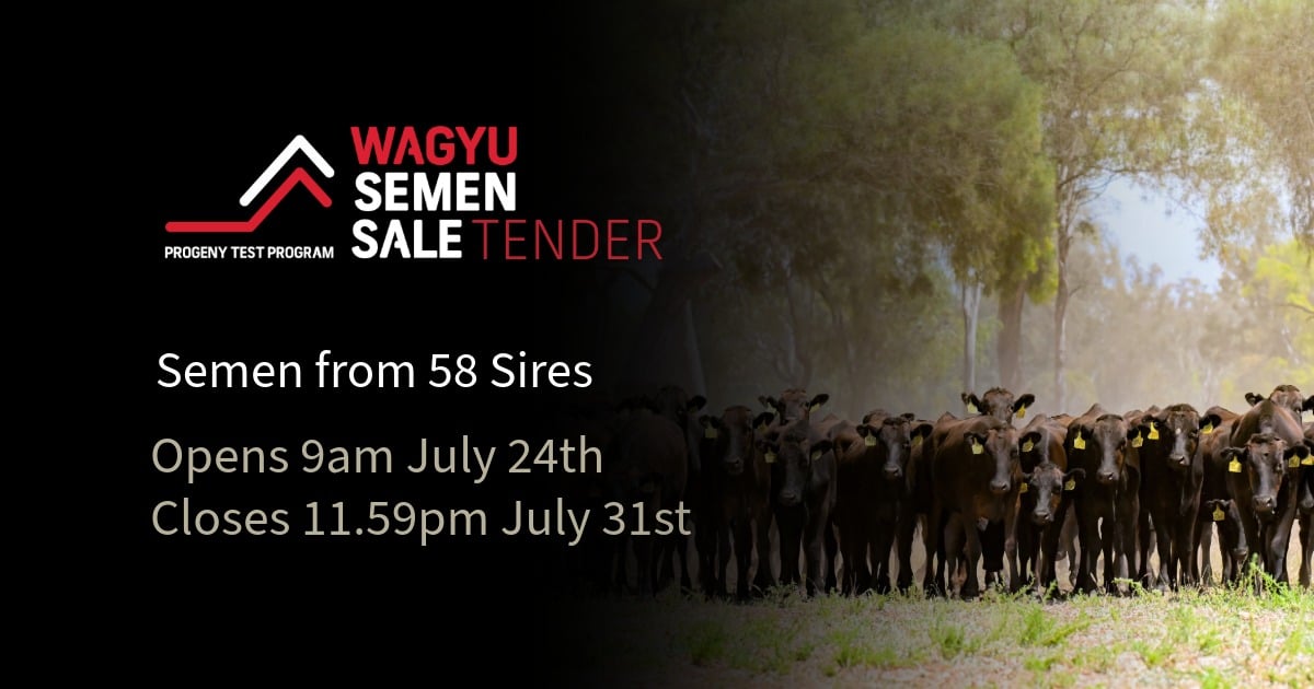 PTP SEMEN SALE 