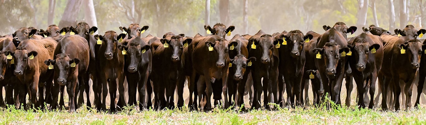 2026 PTP Semen Sale Tender