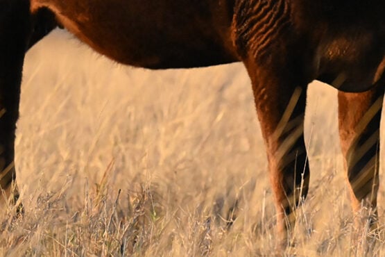 Calving