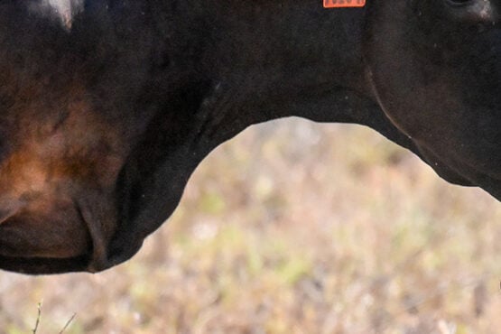 Calving Dificulty