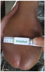 Collecting Scrotal Circumference
